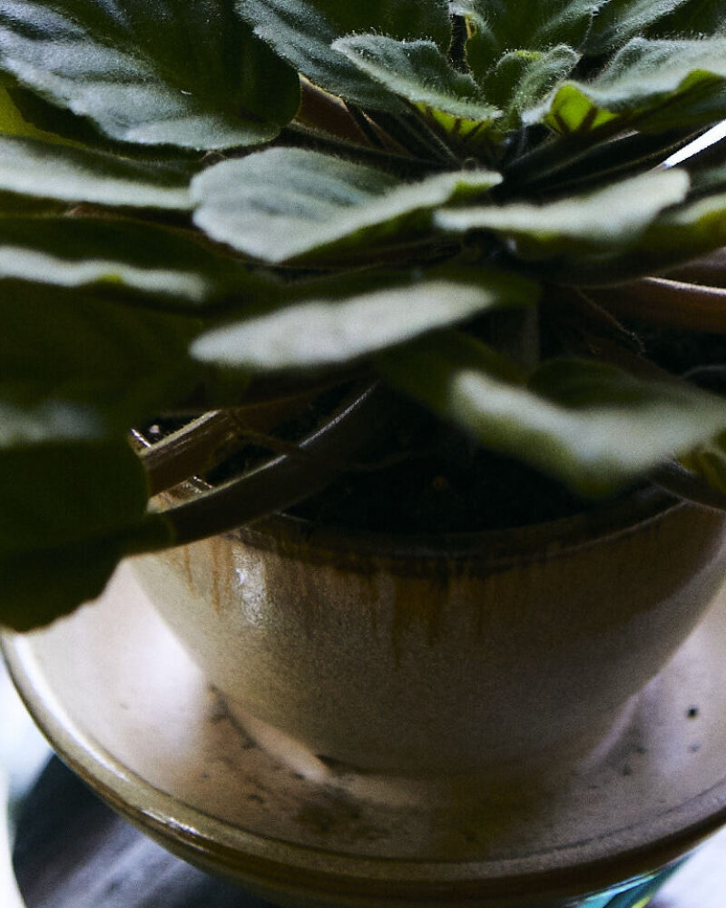 Spring Your Plants to Life