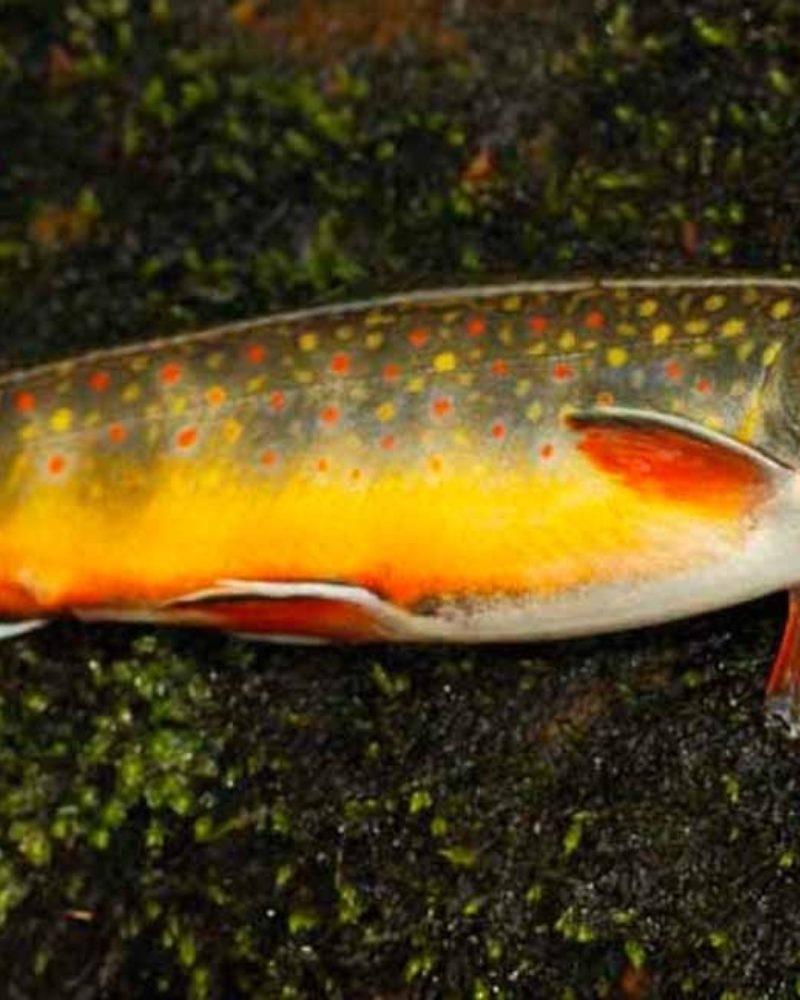 Fly Fishing High on a Mountainside
