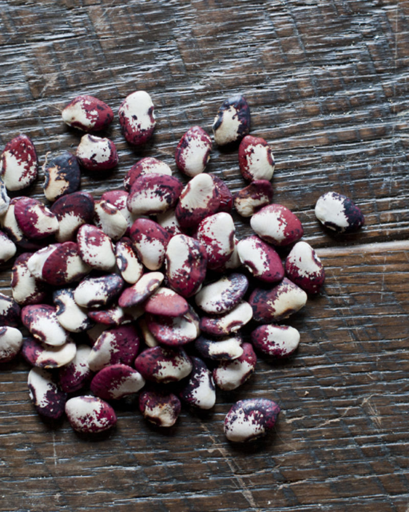 Seed Profile Ganymede Butterbean
