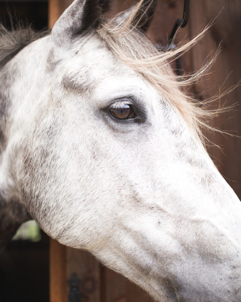 A Season on Horseback
