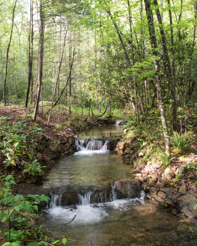 A Deep Healing Woods Meditation