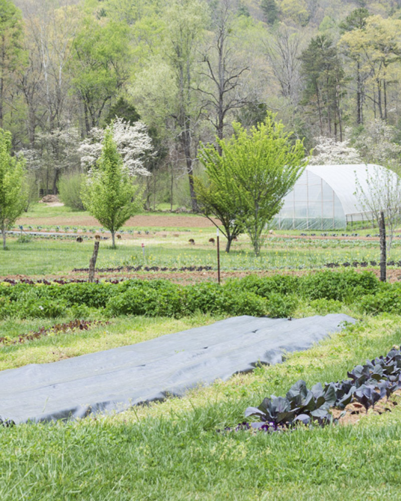 A Spring Month of Discovery in the Garden
