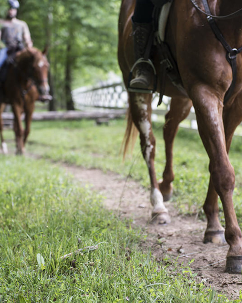 Exploring our Past and the Cove - With Horses!