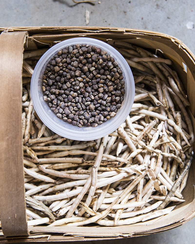 Winter Garden Shed Projects