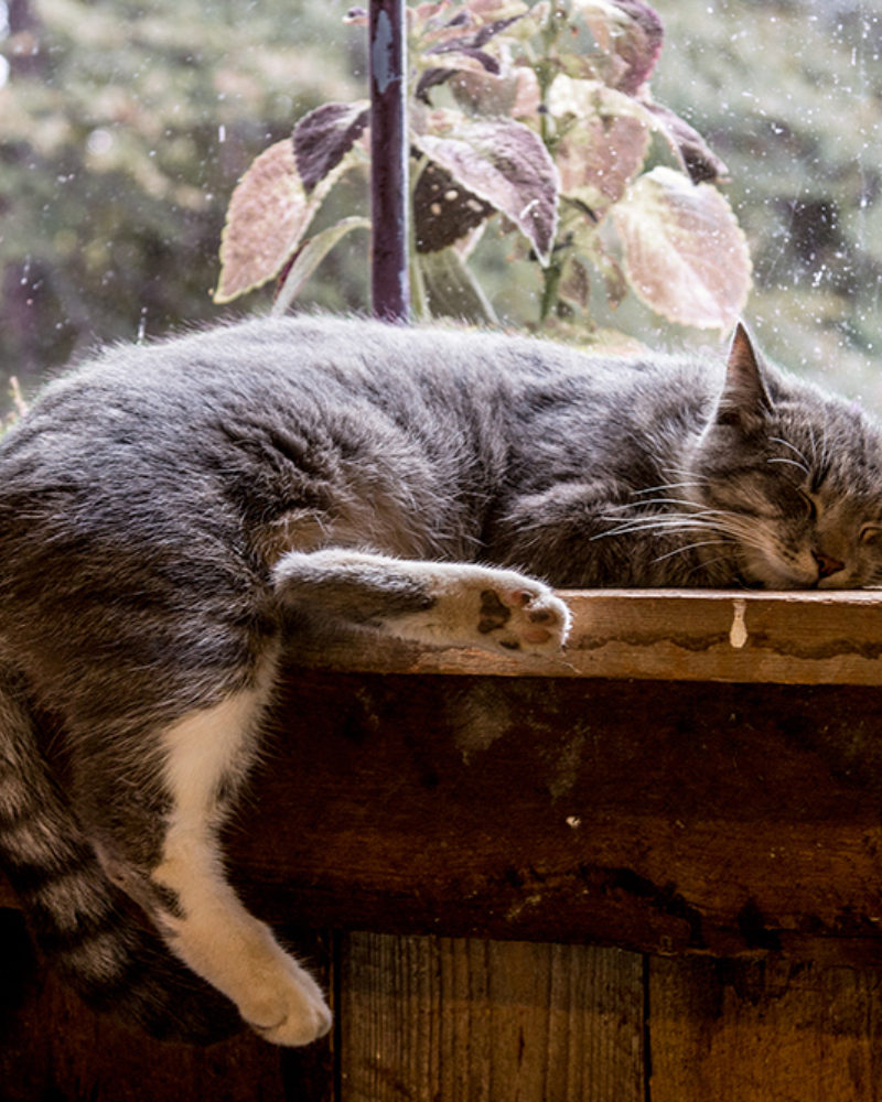 Winter in the Garden Shed