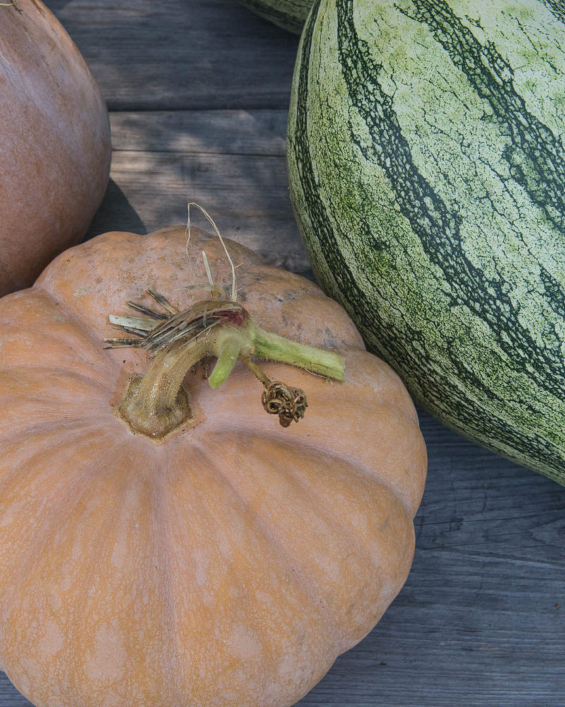 Fall Pumpkins for the Kitchen