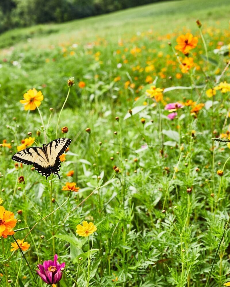 Meet Enneagram Coach Delynn Copley