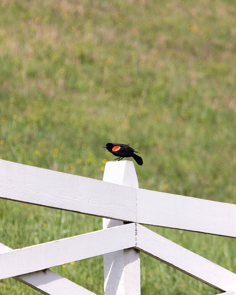 Spring Migration at Blackberry Farm