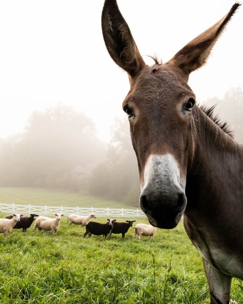 Farm Animal Fun Facts