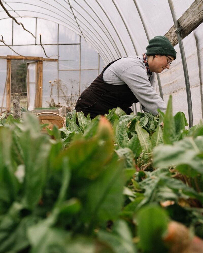Winter in the Blackberry Farm Garden