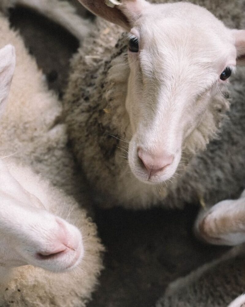 A Monumental Year for Milking