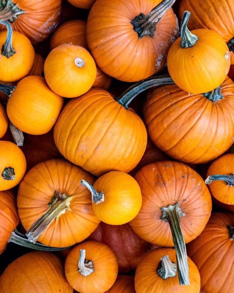 Passionate About Pumpkins