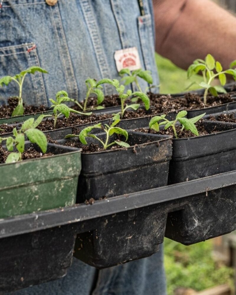 How to Start Your Homesteading Journey