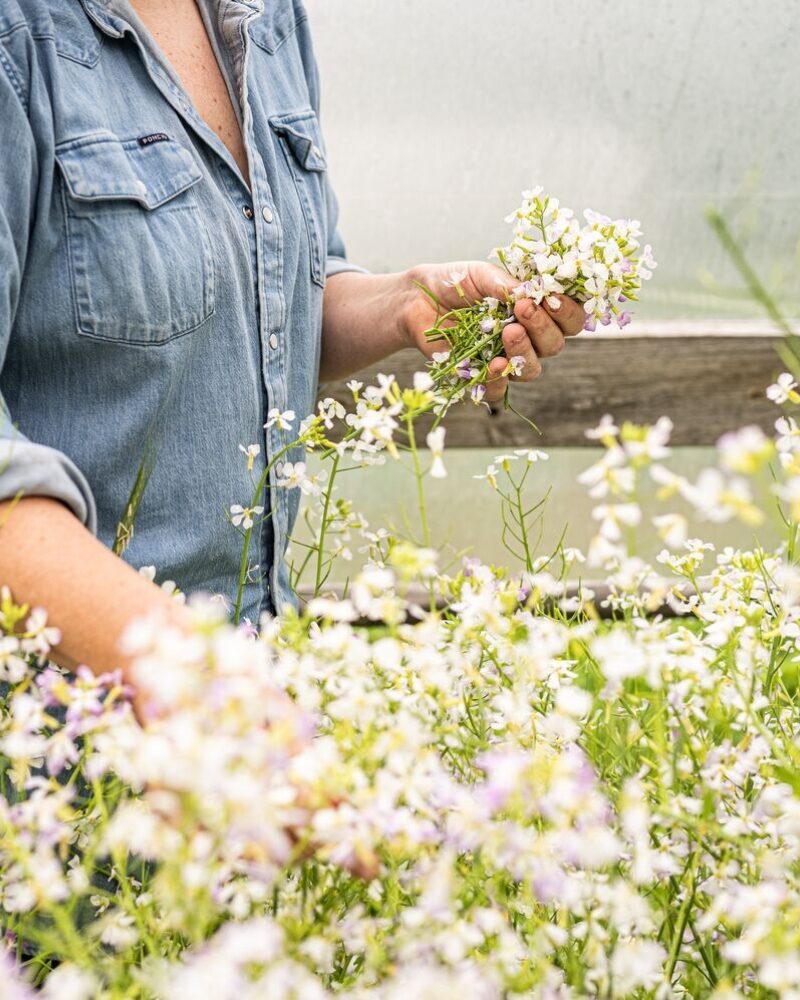 Spring in the Garden