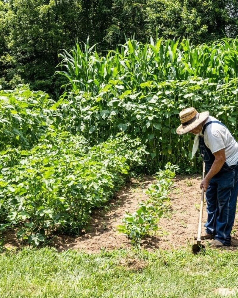 Farming Memories from Long Ago