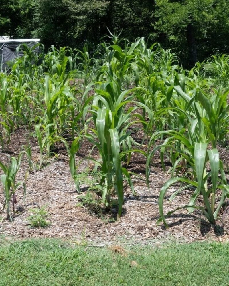 Mountain Tucked Corn