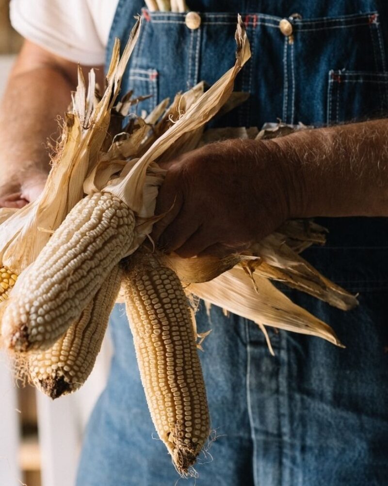 Shoepeg Milling Corn and Kentucky Field Pumpkins