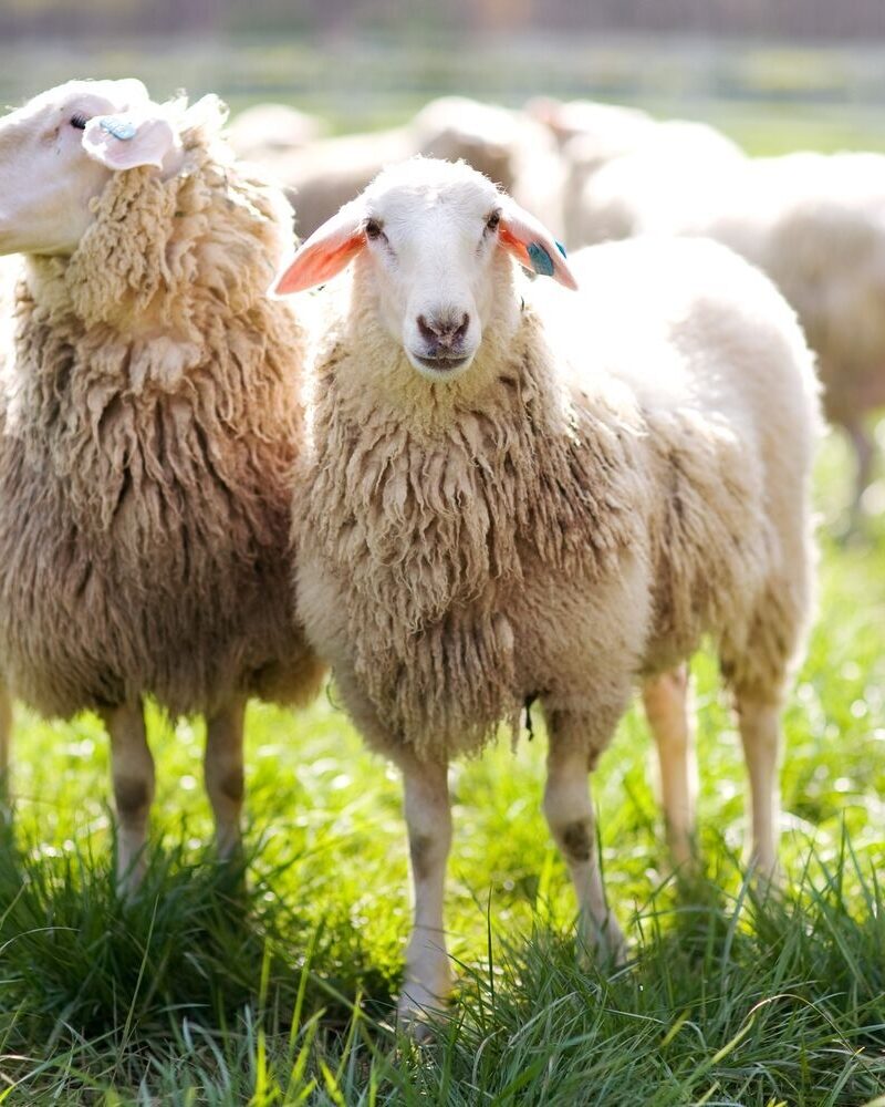 Looking Back: Guard Animals Through the Decades