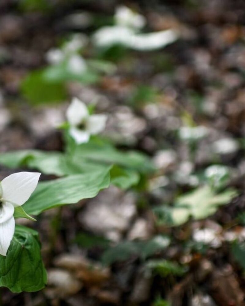 Mountain in Bloom