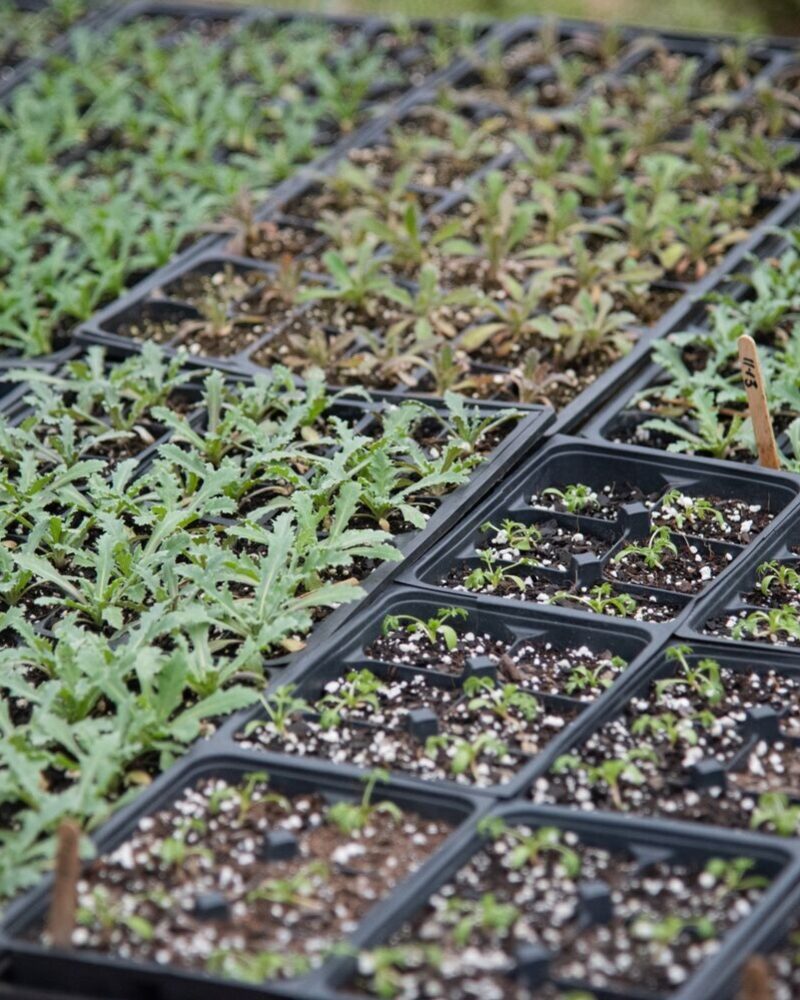 An Introduction to Seed Starting