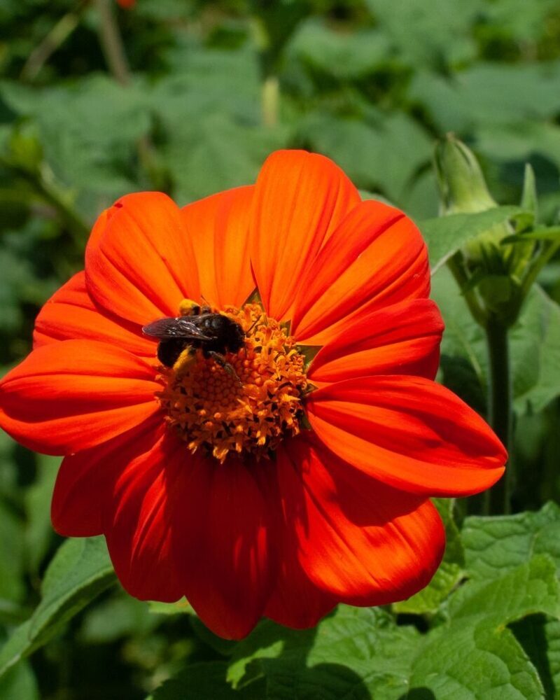 Blackberry Loves Bees