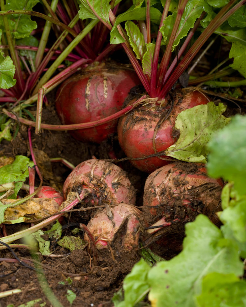 Onions from Beginning to End