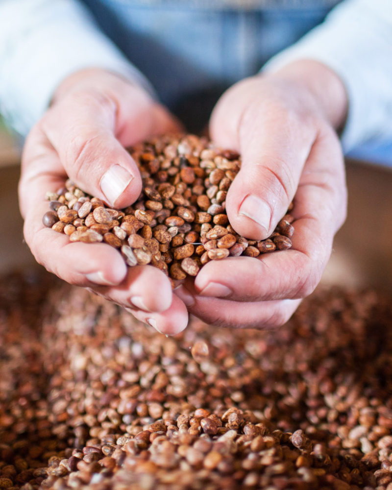 Which Beans to Plant