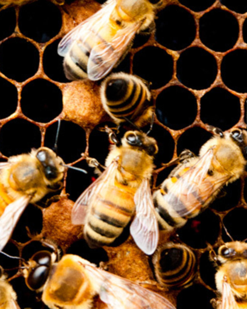 New Bees are Buzzing