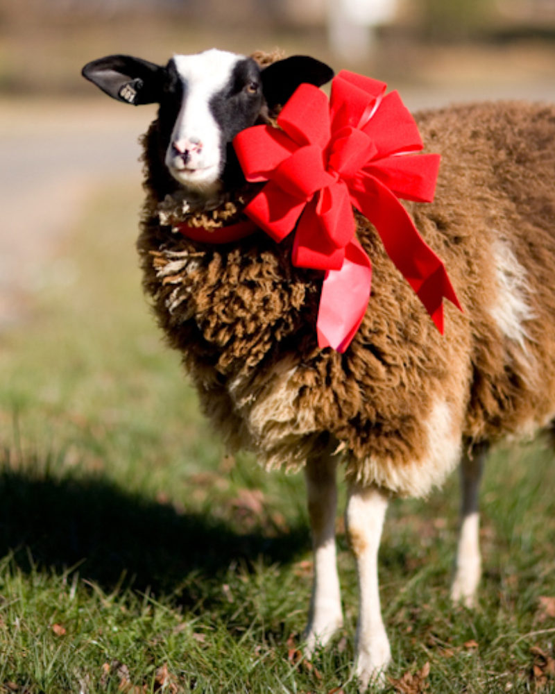 12 Ways to Give this Season