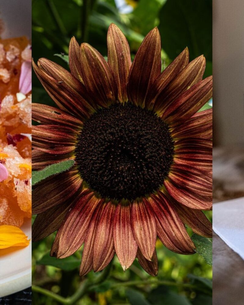 5 Edible Flowers with Unique Uses