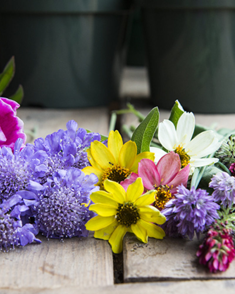Flowers from the Farm