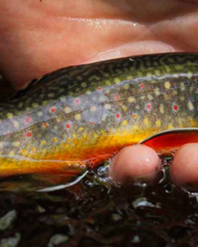 Adjusting Your Angling Perspective