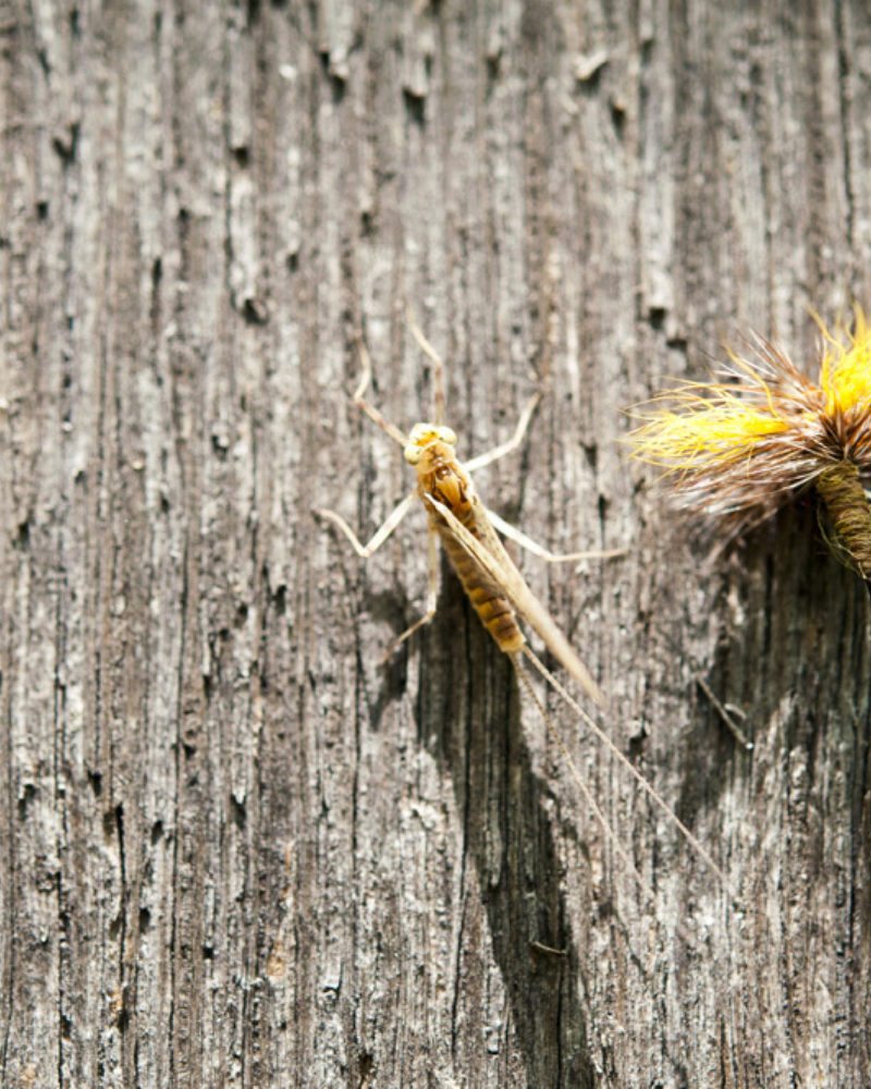 Choosing the Right Bug – Demystifying Entomology