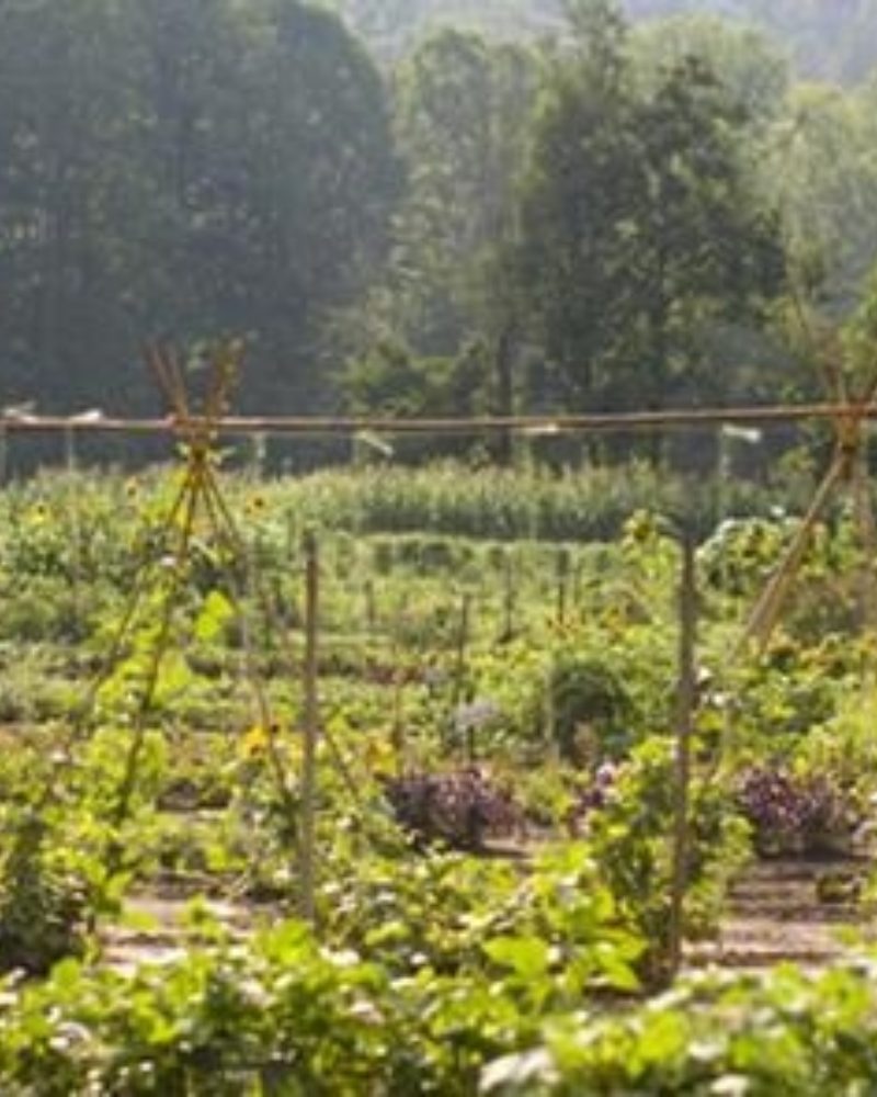 Early Winter Crops from the Root Cellar