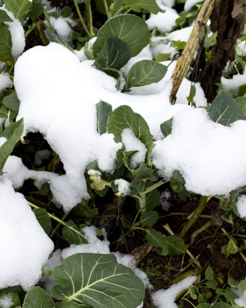 Winter Onions and Garlic