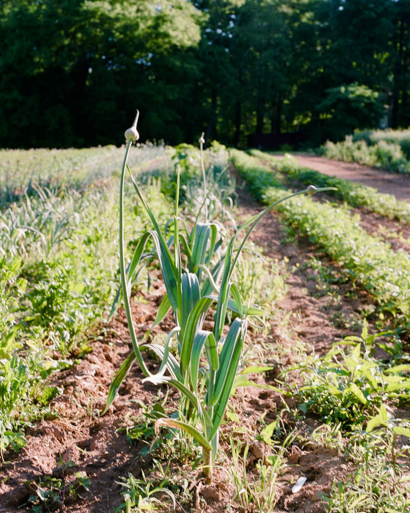 Winter Onions and Garlic