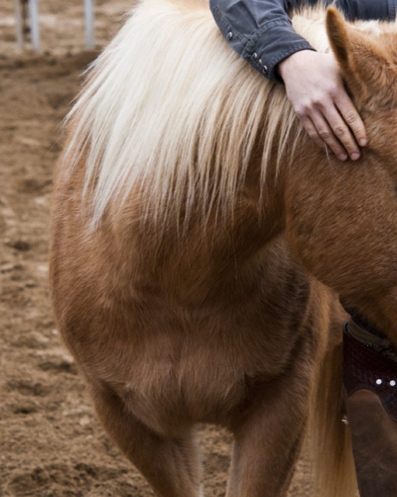 Tips for a Great Trail Riding Experience