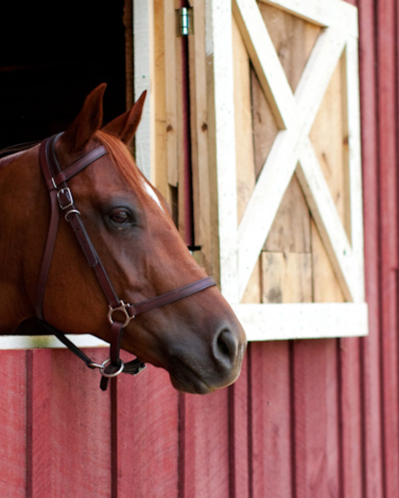 Equines and Summer Memories