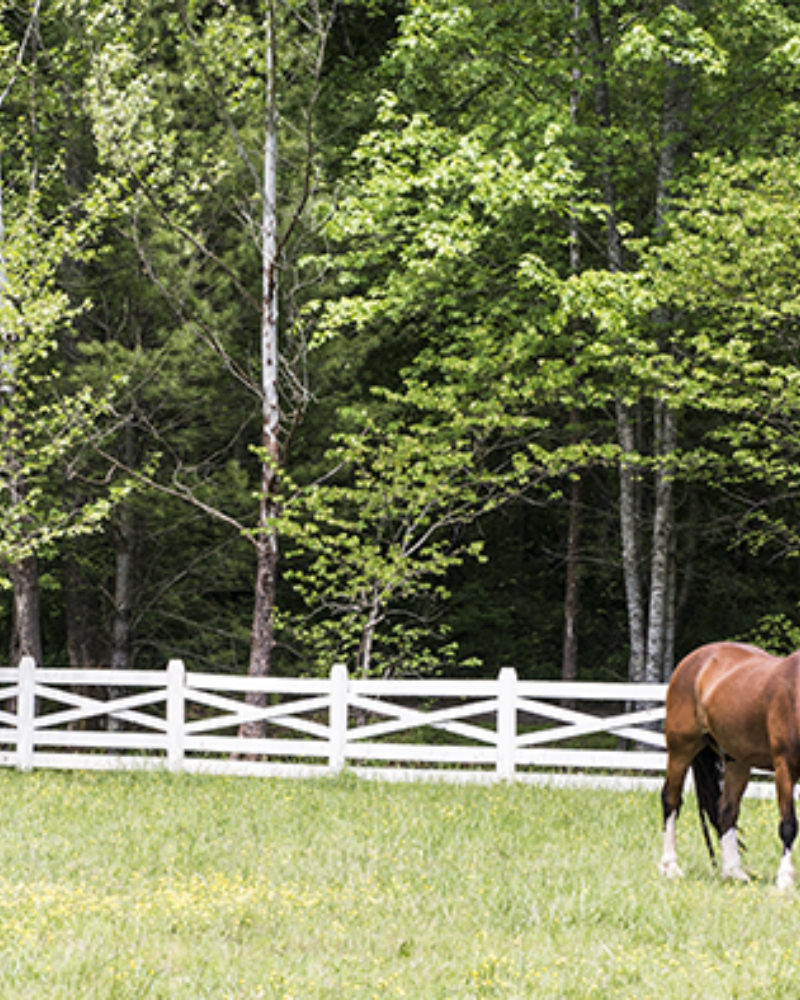 Tame Horses and Wildflowers
