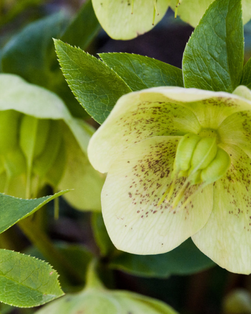 The First Sign of Spring