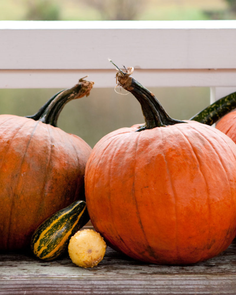 Best Pumpkins for Carving
