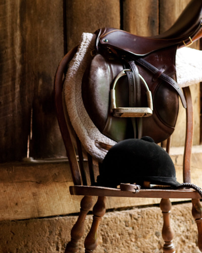 Picking a Winner: The Thoroughbred!