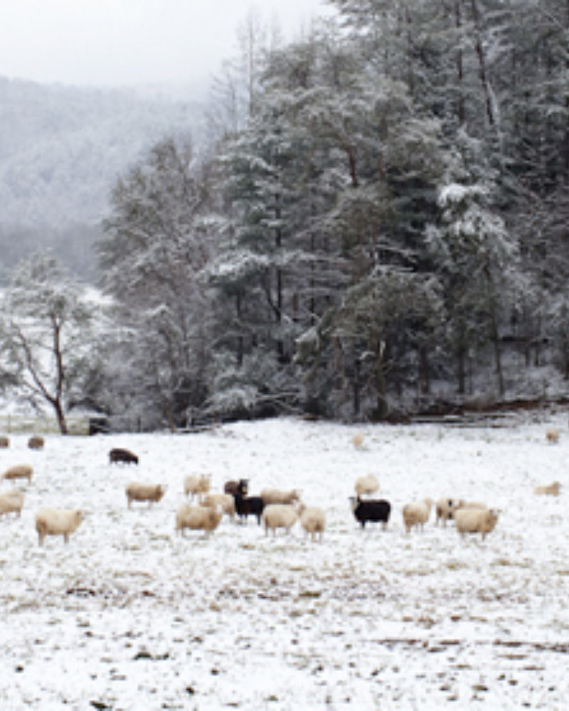 Explore Blackberry Farm