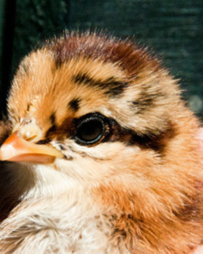 Summer Chicks