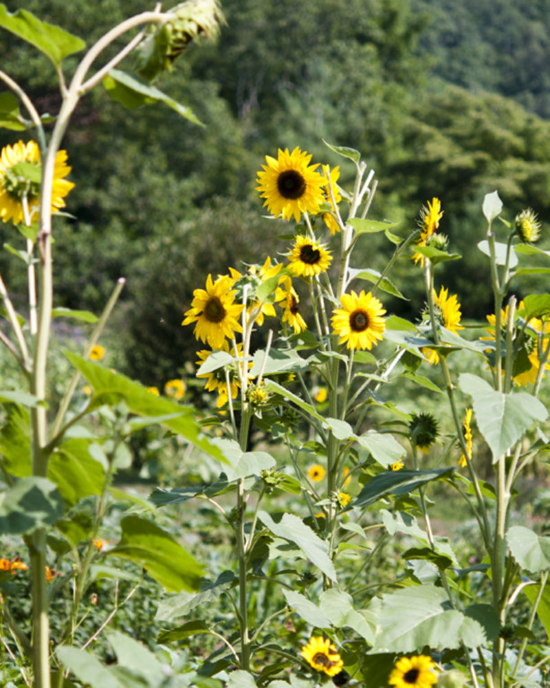 Here Comes the Sun