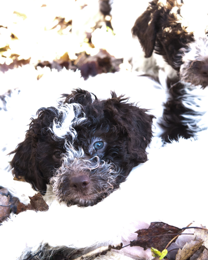 II Raduno 2nd Annual Truffle Dog Gathering