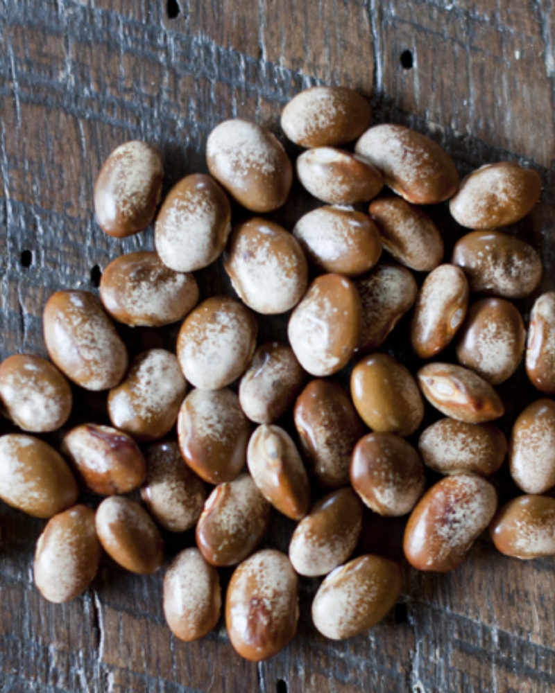 The Turkey Craw Bean from the Cades Cove Garden