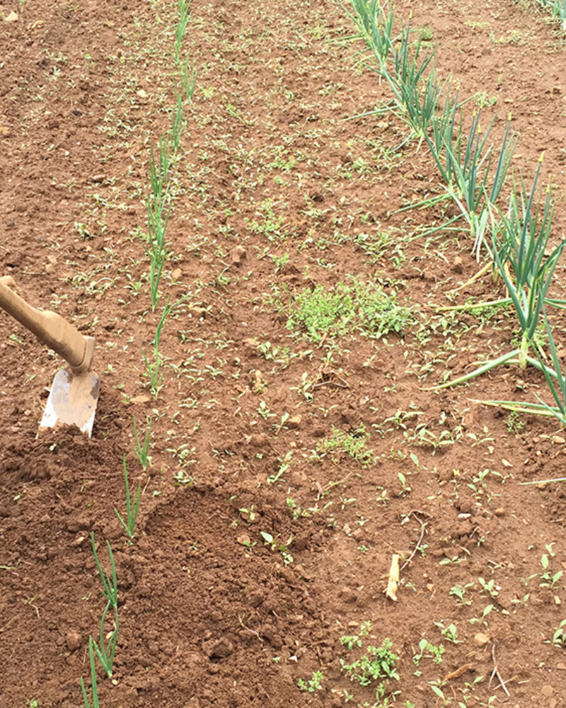 This is the Year to Start a Garden - Part 4 Weeding