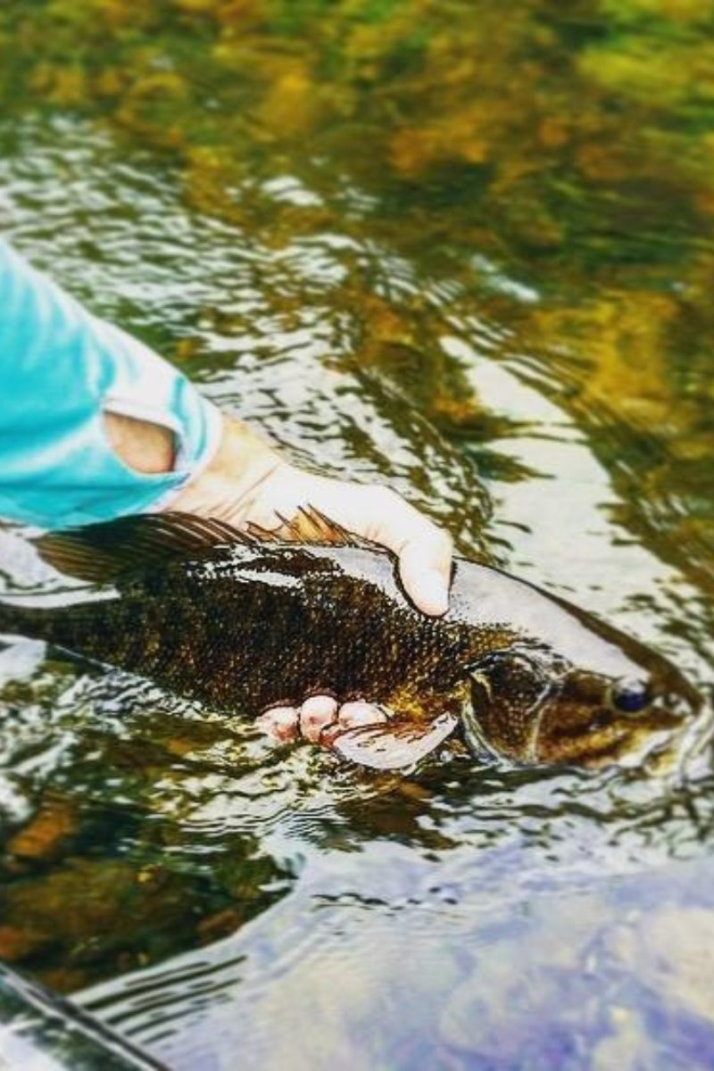 Summer in the Mountains