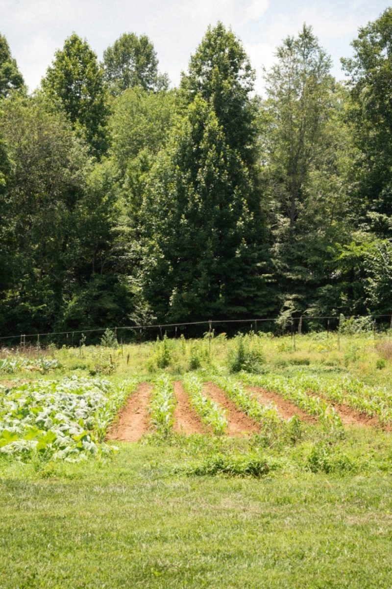 A Glimpse at the Garden